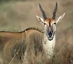 Eland.jpg