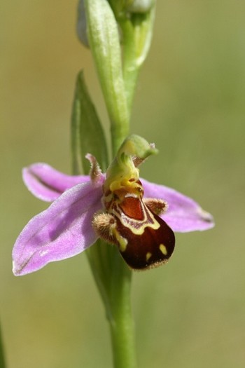 ophrys_abeille.jpg