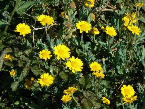 chrysanthemum_segetum.jpg