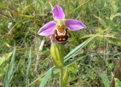 orchidee_abeille.jpg