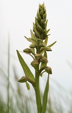 orchis_grenouille.jpg
