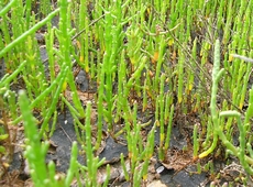 salicornia_europaea.jpg