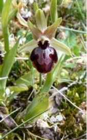 ophrys_passion.jpg
